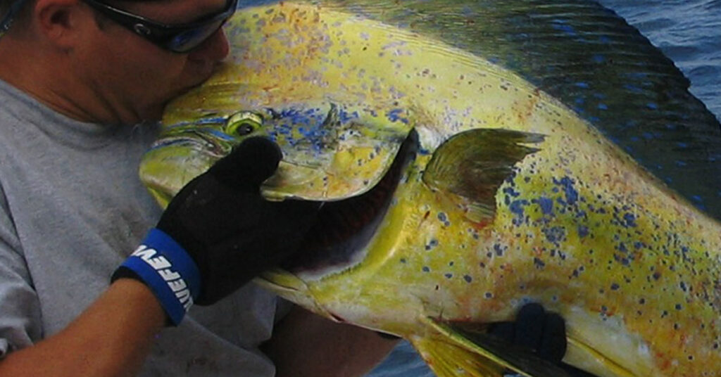 Offshore charter Mahi caught in Carolina Beach, NC